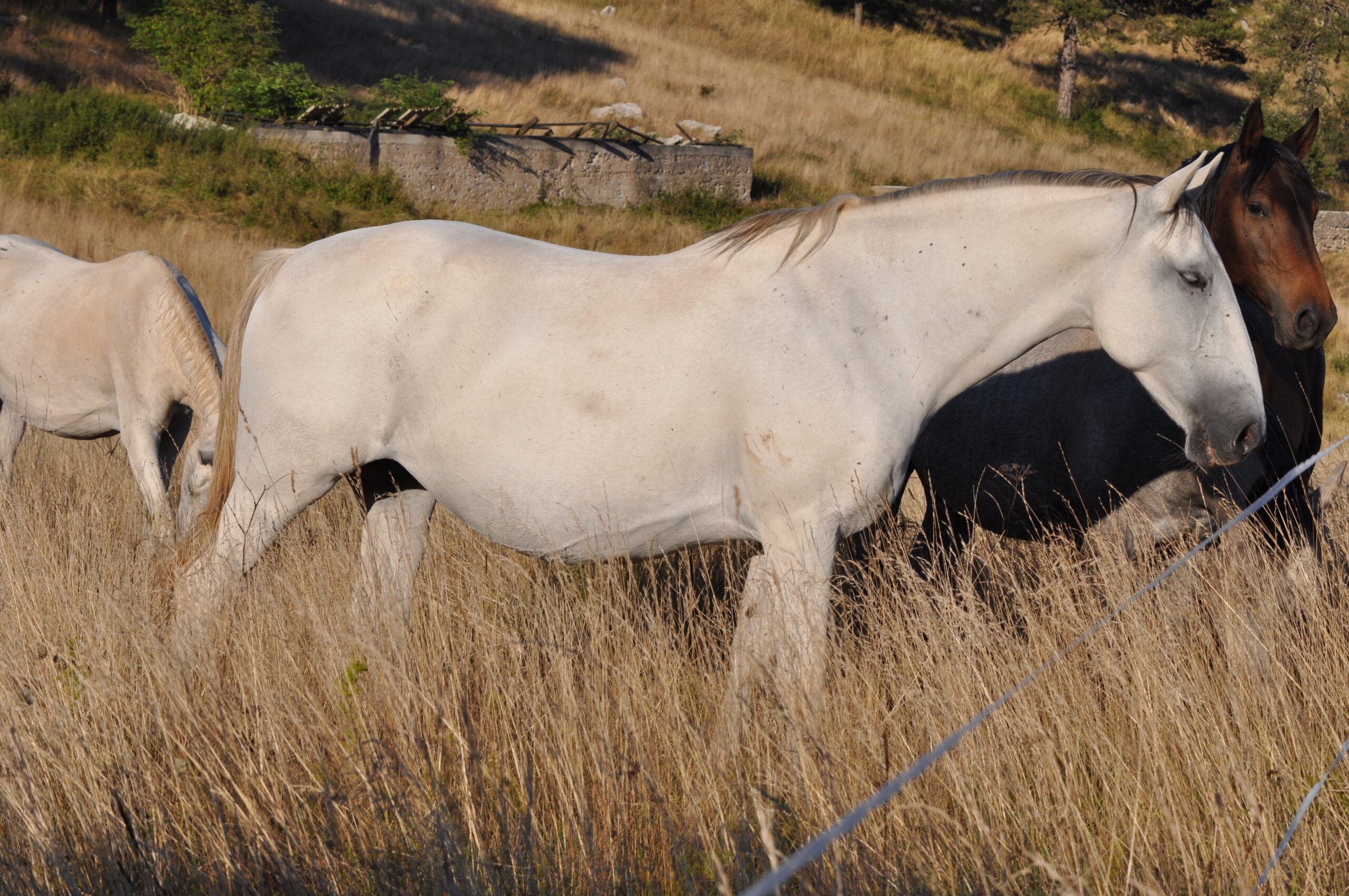 845 allegra xxix (arena)