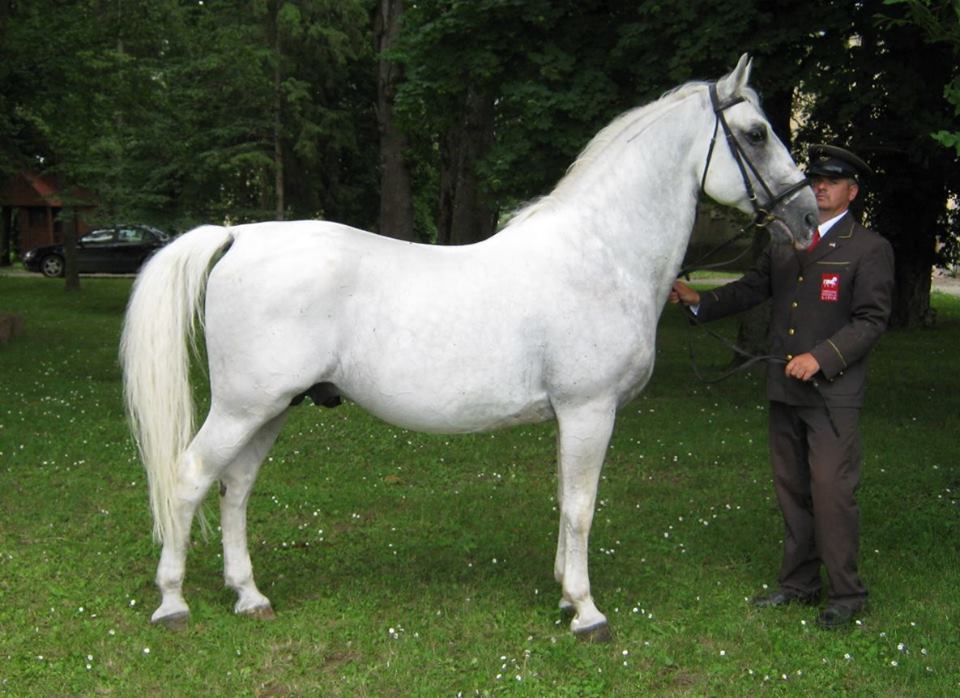 264 Pluto Samira XVIII phot: Lipik stud Farm