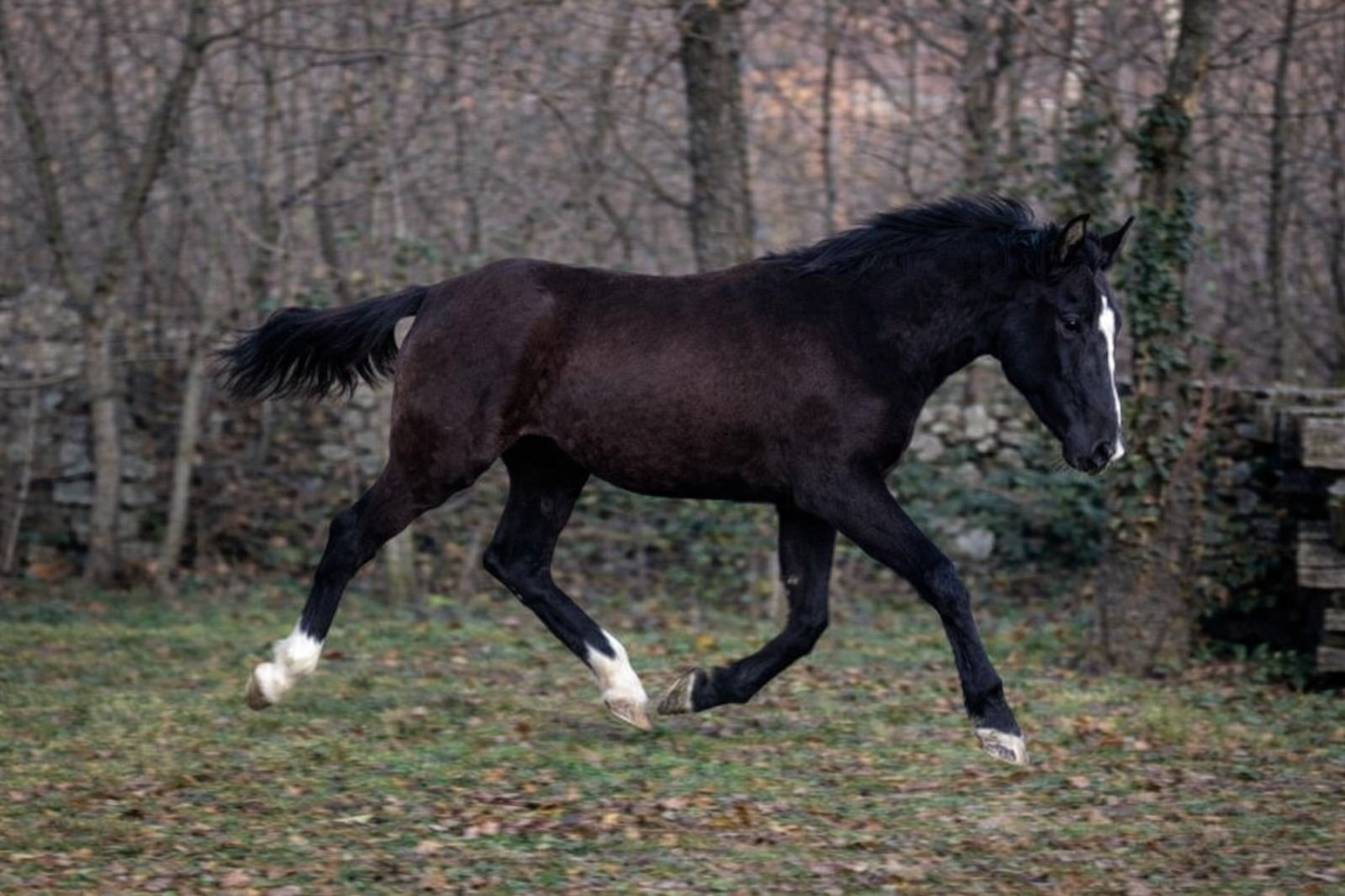 v kras (vili)