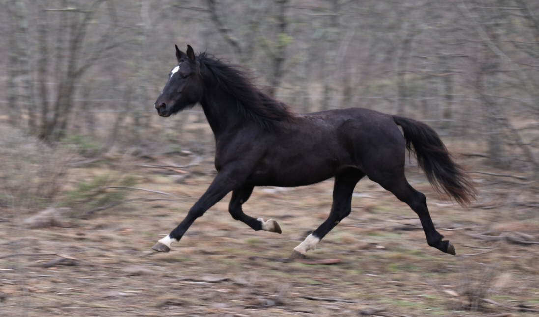 372 bonadea xxvi