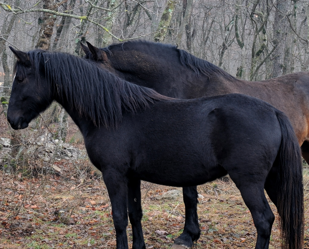 372 bonadea xxvi 372 bonadea xxvi