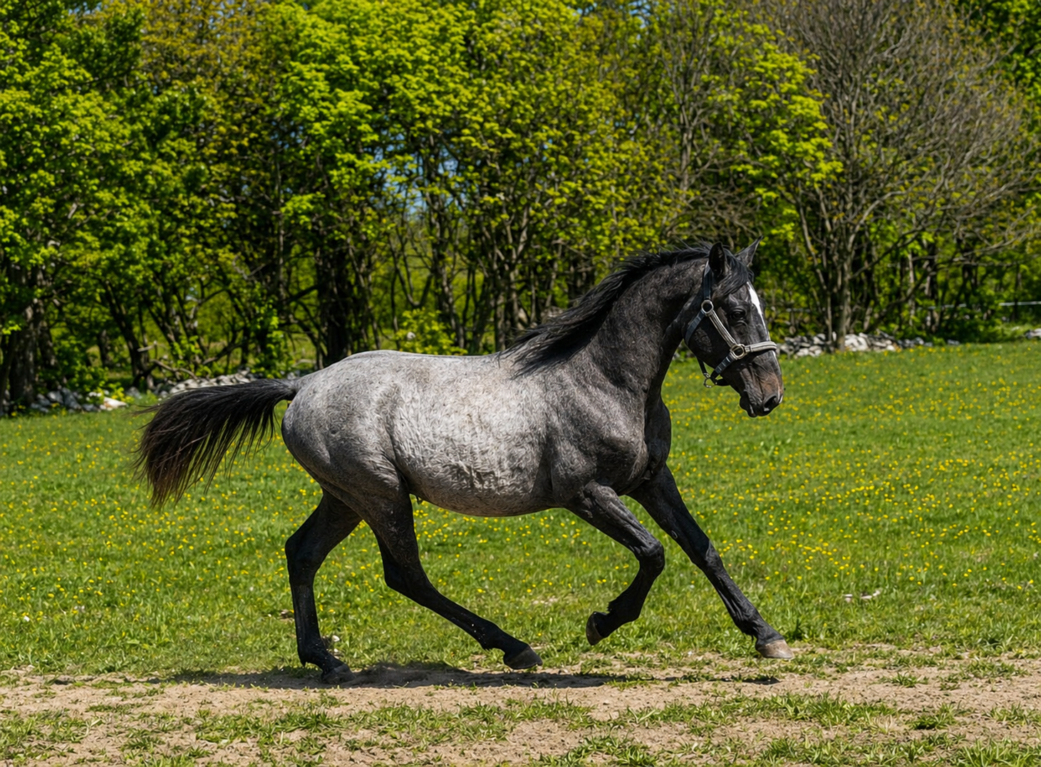 Young Lipizzanr stallion