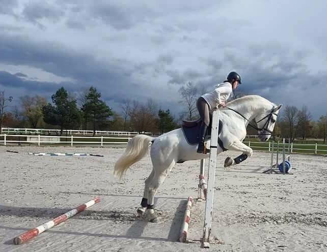 Lipicanki žrebec v preskoku / Lipizzaner stallion in jumping