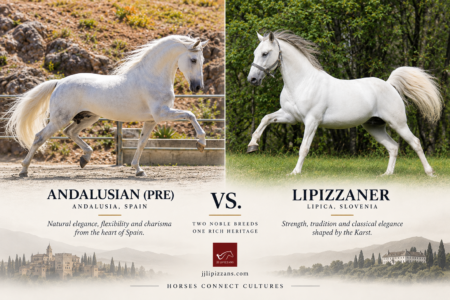Lipizzaner vs Andalusian (PRE)